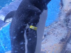 -上海海昌海洋公园