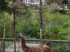 -青藏高原野生动物园