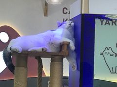 -喵园·猫主题咖啡厅·撸猫·猫咖(国贸店)