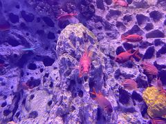 -珠海长隆海洋王国