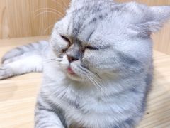 -屋虎猫馆(宝安大仟里店)