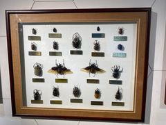 -上海昆虫博物馆