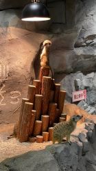 -Zoolung Zoolung动物主题公园(海信广场店)