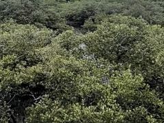 -北海金海湾红树林生态旅游区