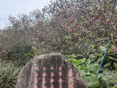 -广东花都湖国家湿地公园