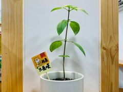 -呷贺盐酥鸡(抄纸巷店)