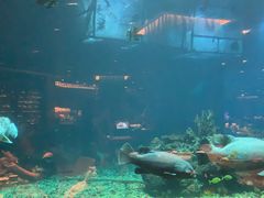 -海棠湾洲际-涛·海底餐厅·美人鱼·自助餐·海底隧道