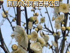 -南京古林公园