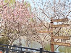 -桃花堤公园
