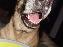 -欧奕国际动物医院