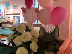 -百好乐宠物友好餐厅(朝外大街店)