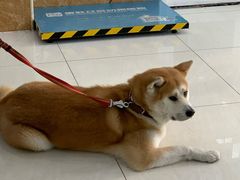 -美联众合动物医院·24h京西诊疗中心