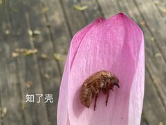 -合肥滨湖国家森林公园