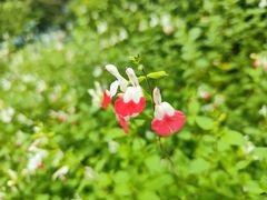 -上海滨江森林公园