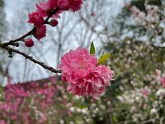 -上海市龙华烈士陵园