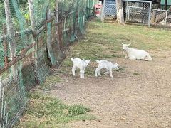 -大连铭湖国际观光牧场