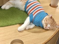 -猫和宫(六道口店)