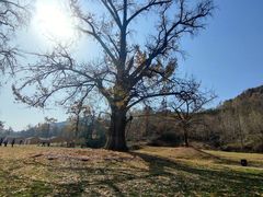 -千年银杏谷文化旅游区