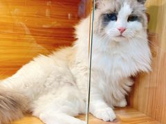 -猫十亿·布偶金渐层·曼基康矮脚猫舍(青年路店)