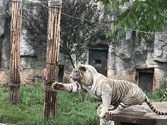 -重庆市奥林匹克体育中心-游泳跳水馆