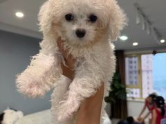 -瑞派宠物医院·犬猫全科·猫友好(宾水西道店)