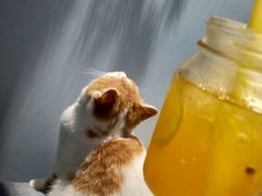 -喵的天空名猫咖啡馆·撸猫·猫舍·用品