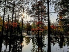 -池杉湖湿地公园