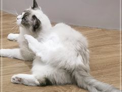 -COLOR PETS 撸猫馆·购猫·猫咖(长风大悦城店)