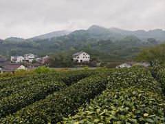 -龙井村