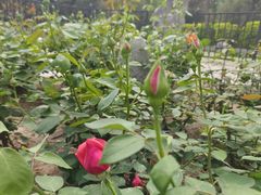 -莲花池公园
