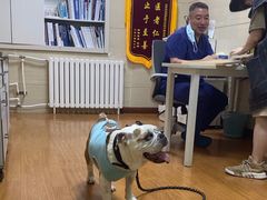 -北京观赏动物医院·24小时大型综合·猫专科·异宠专科