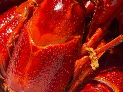 -虾皇(龙虾城旗舰店)