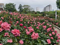 -香蜜公园
