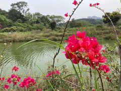 -广西壮族自治区药用植物园