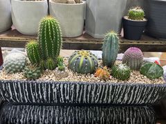 -朝来春花卉市场