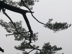 -内乡宝天曼生态旅游区