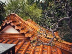 -深圳仙湖植物园