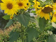 -前小桔亲子创意农场·草莓采摘·露营烧烤