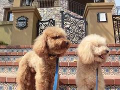 -瑞派动物医院·绝育·犬猫全科·预防医学(光景江南中店)