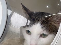 -艾贝尔宠物医院·24H转诊中心·肿瘤猫专科(江宁双龙店)