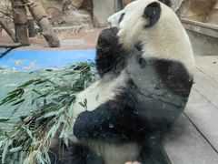 -成都动物园