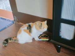 -猫岛主趣味餐厅(鼓浪屿店)