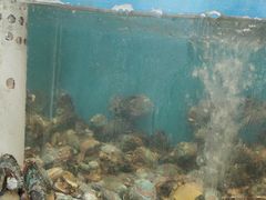 -港畔赶海蒸汽海鲜烧烤自助(仙螺岛店)