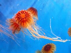 -泉城欧乐堡海洋极地世界