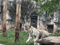 -重庆市奥林匹克体育中心-游泳跳水馆