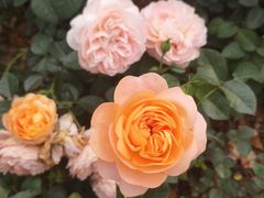 -人民公园(罗湖区)