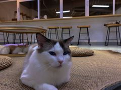 -Heymao猫咖.咖啡厅(东门店)