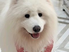 -星多哈·狗咖·拼豆·咖啡