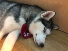 -Husky Go! 哈士奇体验馆·宠物咖啡厅狗咖