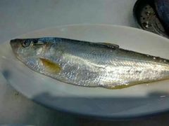 鳓鱼-舟山渔场(临安沙地路店)